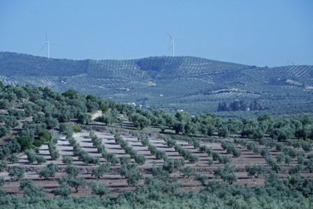 Des oliviers à perte de vue
