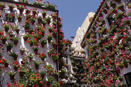 Concours des patios fleuris