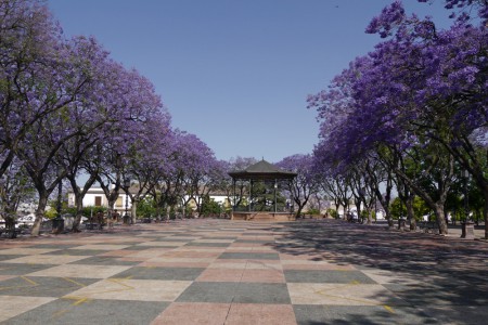 Jacaranda ou flamboyant bleu