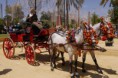 /album/diapo-jerez/andalousie-mai-2014-566-jpg/
